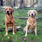 Hadsund Hundepension