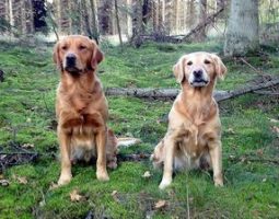 hadsund-hundepension.dk logo