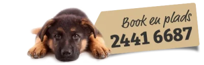 hundelogi.dk logo