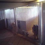 Odden Hundepension