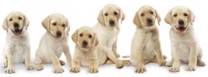 skejby-hundesalon.dk logo