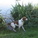 Strygsdam Hundepension v/ Charlotte Olesen